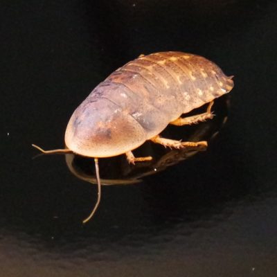 Dubia Roaches for Sale