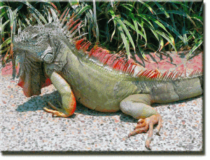 iguana-red-tip