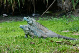 2 blue iguana