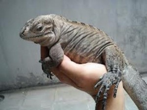 baby rhinoceros iguana