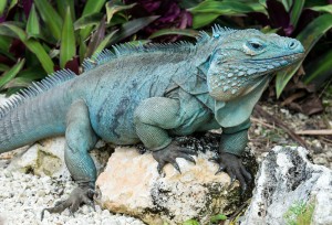 grand caymen blue iguana