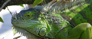 green_iguana