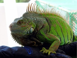 green iguana 3