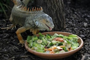 iguana eating food
