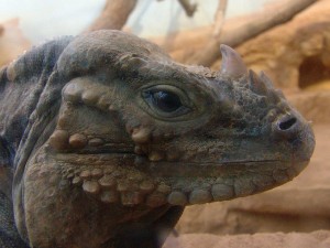 rhino iguana head