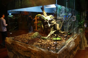 proper_iguana_cage