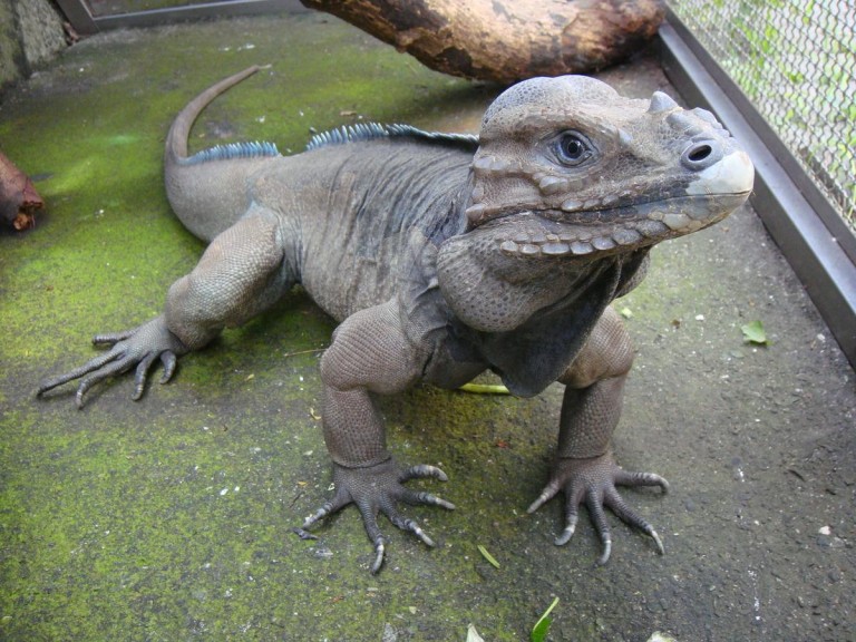 Rhinoceros Iguana - Click Here To See It