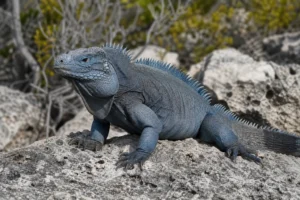 Grand Cayman blue iguana on coastal rock