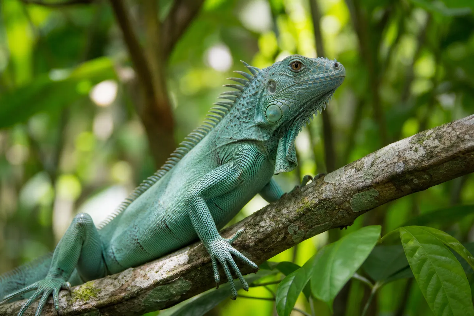 Green iguana perched on branch