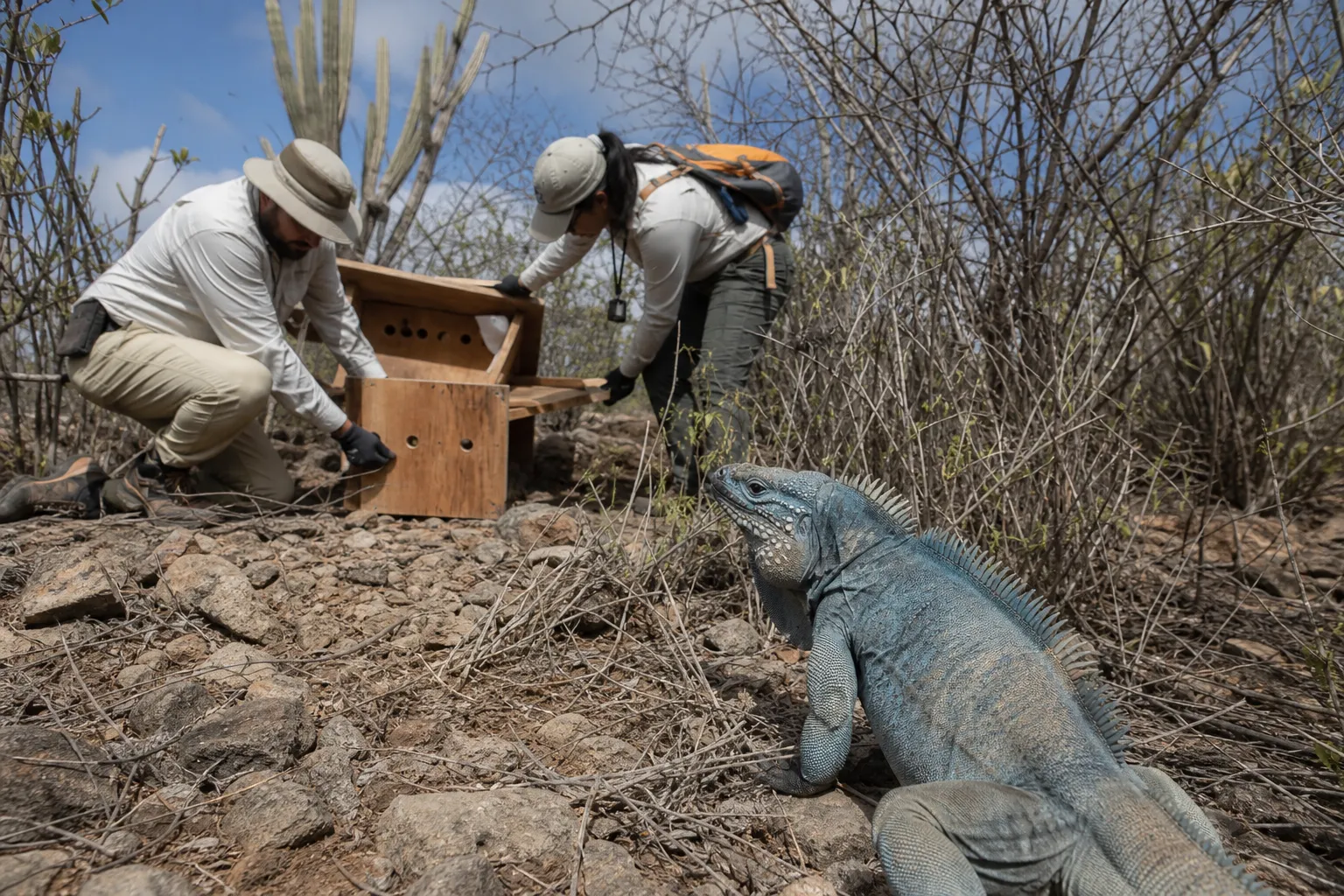 Conservation release with wooden hide box and a blue iguana nearby