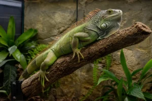 Green iguana perched on a mounted branch