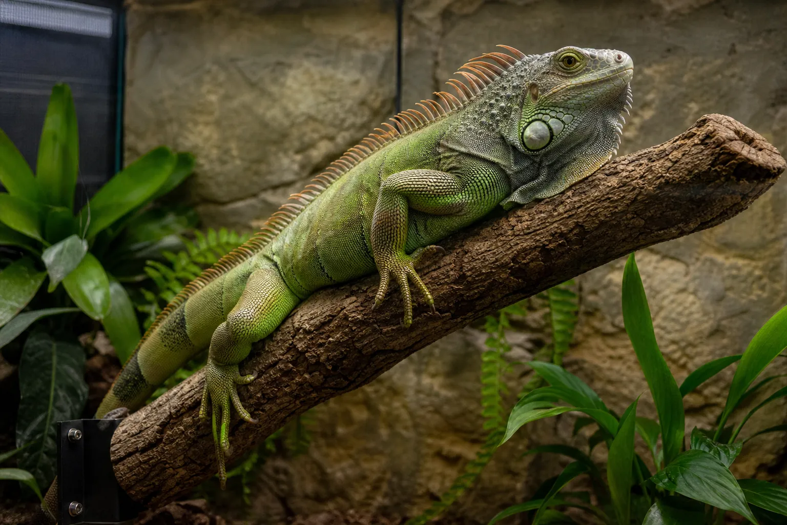 Green iguana perched on a mounted branch