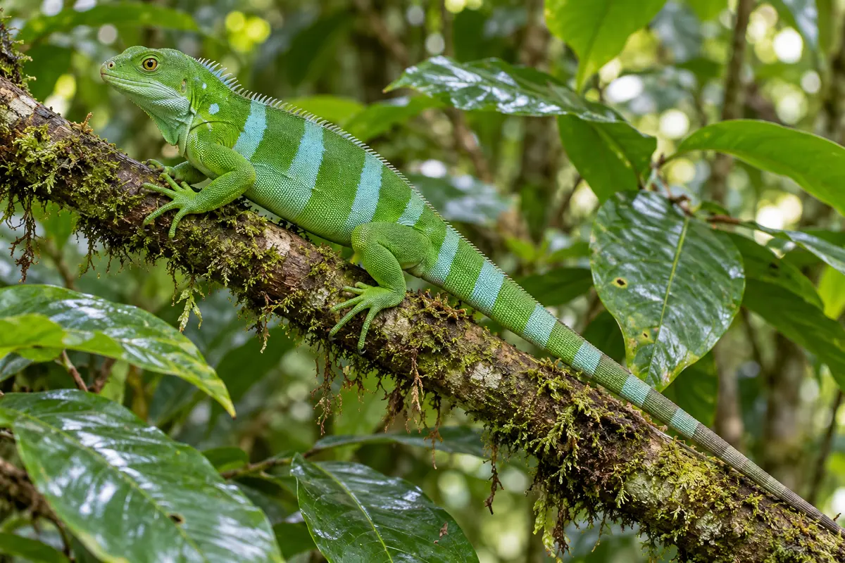Lau banded iguana on a mossy branch among green leaves